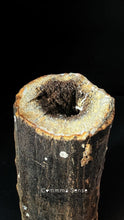 Load image into Gallery viewer, 四不像鹿角 Elaphurus Davidianus