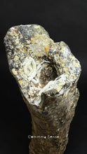 Load image into Gallery viewer, 四不像鹿角 Elaphurus Davidianus