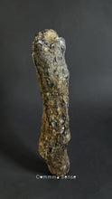 Load image into Gallery viewer, 四不像鹿角 Elaphurus Davidianus