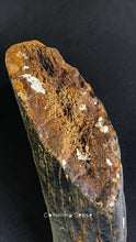 Load image into Gallery viewer, 四不像鹿角Elaphurus Davidianus