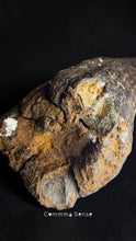 Load image into Gallery viewer, 四不像鹿角Elaphurus Davidianus