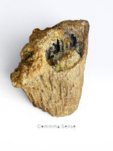 Load image into Gallery viewer, 美國佛羅里達州瑪瑙化珊瑚化石 Agatized Coral