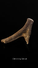 Load image into Gallery viewer, 四不像鹿角 Elaphurus Davidianus