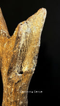 Load image into Gallery viewer, 四不像鹿角 Elaphurus Davidianus