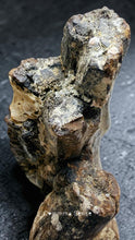 Load image into Gallery viewer, 四不像鹿角Elaphurus Davidianus