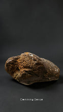 Load image into Gallery viewer, 四不像鹿角 Elaphurus Davidianus