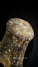 Load image into Gallery viewer, 四不像鹿角 Elaphurus Davidianus
