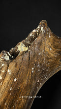 Load image into Gallery viewer, 四不像鹿角Elaphurus Davidianus