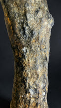 Load image into Gallery viewer, 四不像鹿角 Elaphurus Davidianus