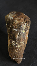 Load image into Gallery viewer, 四不像鹿角 Elaphurus Davidianus