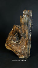 Load image into Gallery viewer, 四不像鹿角Elaphurus Davidianus