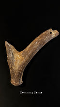 Load image into Gallery viewer, 四不像鹿角 Elaphurus Davidianus