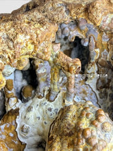 Load image into Gallery viewer, 美國佛羅里達州瑪瑙化珊瑚化石 Agatized Coral