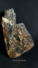 Load image into Gallery viewer, 四不像鹿角Elaphurus Davidianus