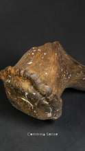 Load image into Gallery viewer, 四不像鹿角Elaphurus Davidianus