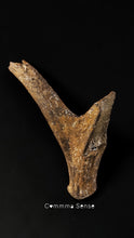Load image into Gallery viewer, 四不像鹿角 Elaphurus Davidianus