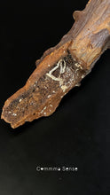 Load image into Gallery viewer, 四不像鹿角 Elaphurus Davidianus