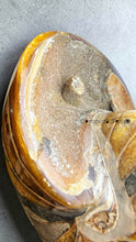 Load image into Gallery viewer, 波角石鸚鵡螺 Cymatoceras sp.