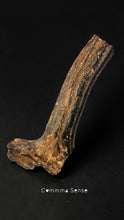 Load image into Gallery viewer, 四不像鹿角 Elaphurus Davidianus