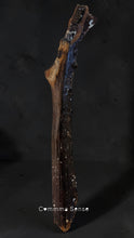 Load image into Gallery viewer, 四不像鹿角 Elaphurus Davidianus