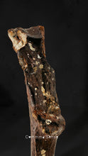 Load image into Gallery viewer, 四不像鹿角 Elaphurus Davidianus