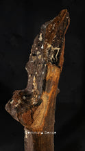 Load image into Gallery viewer, 四不像鹿角 Elaphurus Davidianus
