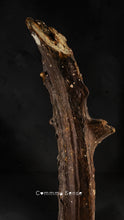 Load image into Gallery viewer, 四不像鹿角 Elaphurus Davidianus