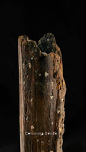 Load image into Gallery viewer, 四不像鹿角 Elaphurus Davidianus