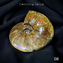 Load image into Gallery viewer, 斑彩螺擺設 Ammolite
