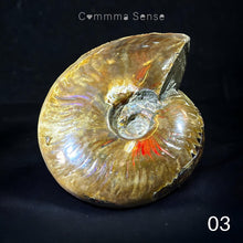 Load image into Gallery viewer, 斑彩螺擺設 Ammolite
