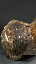 Load image into Gallery viewer, 四不像鹿角Elaphurus Davidianus

