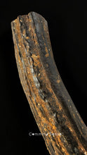 Load image into Gallery viewer, 四不像鹿角 Elaphurus Davidianus
