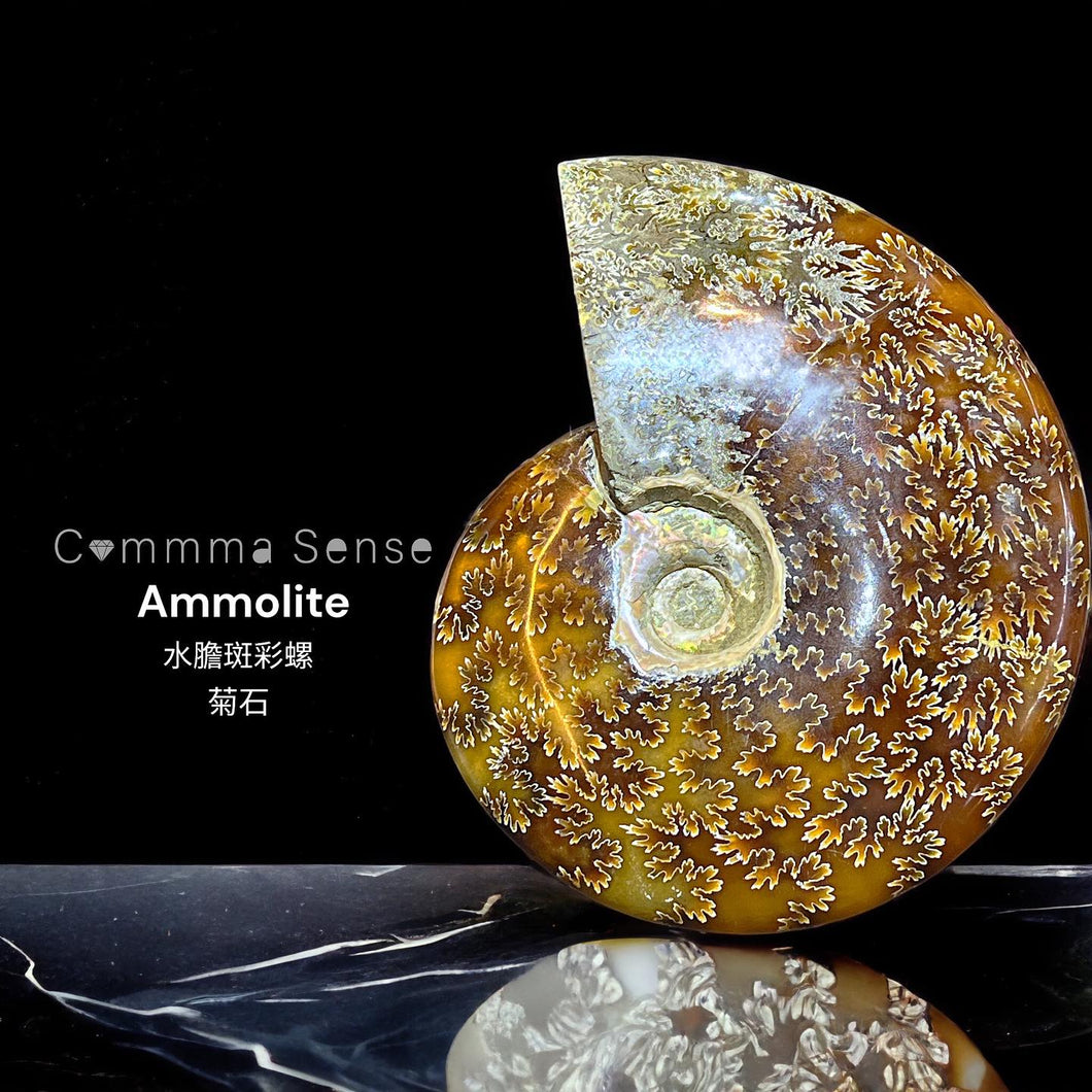 水膽斑彩螺擺設 Ammolite