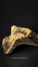 Load image into Gallery viewer, 四不像鹿角 Elaphurus Davidianus
