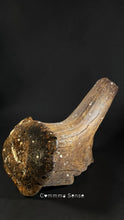 Load image into Gallery viewer, 四不像鹿角Elaphurus Davidianus
