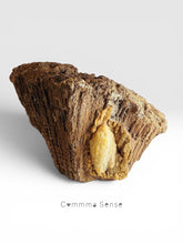 Load image into Gallery viewer, 美國佛羅里達州瑪瑙化珊瑚化石 Agatized Coral
