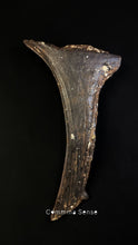 Load image into Gallery viewer, 四不像鹿角 Elaphurus Davidianus
