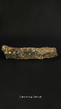Load image into Gallery viewer, 四不像鹿角 Elaphurus Davidianus
