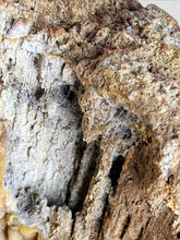Load image into Gallery viewer, 美國佛羅里達州瑪瑙化珊瑚化石 Agatized Coral
