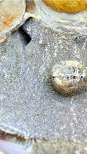 Load image into Gallery viewer, 波角石鸚鵡螺 Cymatoceras sp.
