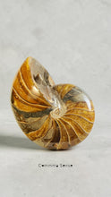 Load image into Gallery viewer, 波角石鸚鵡螺 Cymatoceras sp.
