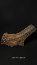 Load image into Gallery viewer, 四不像鹿角Elaphurus Davidianus
