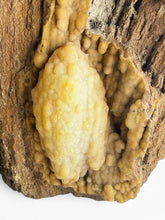 Load image into Gallery viewer, 美國佛羅里達州瑪瑙化珊瑚化石 Agatized Coral
