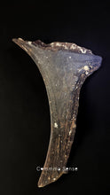 Load image into Gallery viewer, 四不像鹿角 Elaphurus Davidianus
