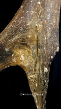 Load image into Gallery viewer, 四不像鹿角 Elaphurus Davidianus
