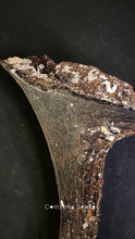Load image into Gallery viewer, 四不像鹿角 Elaphurus Davidianus
