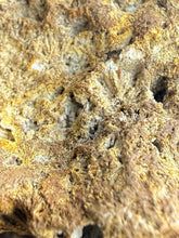 Load image into Gallery viewer, 美國佛羅里達州瑪瑙化珊瑚化石 Agatized Coral
