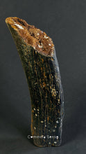 Load image into Gallery viewer, 四不像鹿角Elaphurus Davidianus
