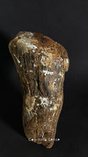 Load image into Gallery viewer, 四不像鹿角 Elaphurus Davidianus
