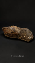 Load image into Gallery viewer, 四不像鹿角 Elaphurus Davidianus
